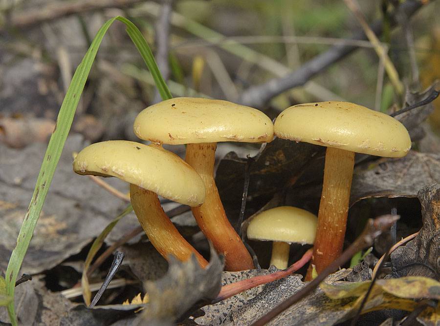 Чешуйчатка золотистая: фото и описание, полезные свойства гриба
