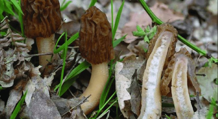 Сморчковая шапочка – сморщенный гриб