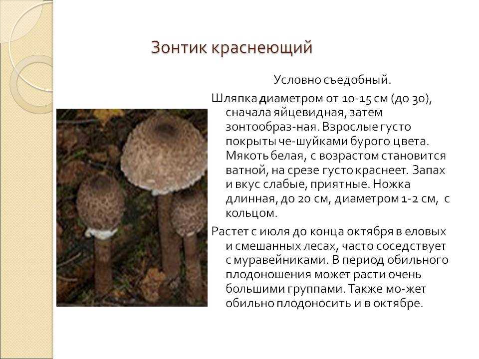 Гриб-зонтик: описание, разновидности и съедобность - грибы собираем