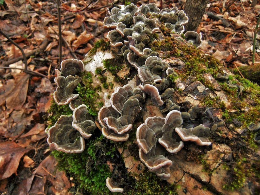 Аурикулярия извилистая: фото и описание гриба, съедобность