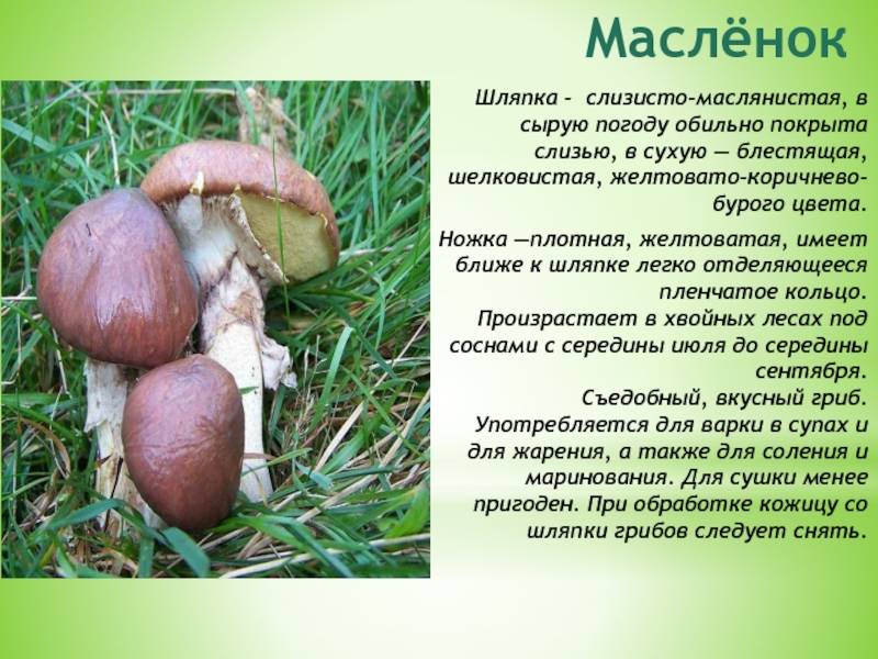 Где и когда собирать грибы маслята - grib-doma.ru