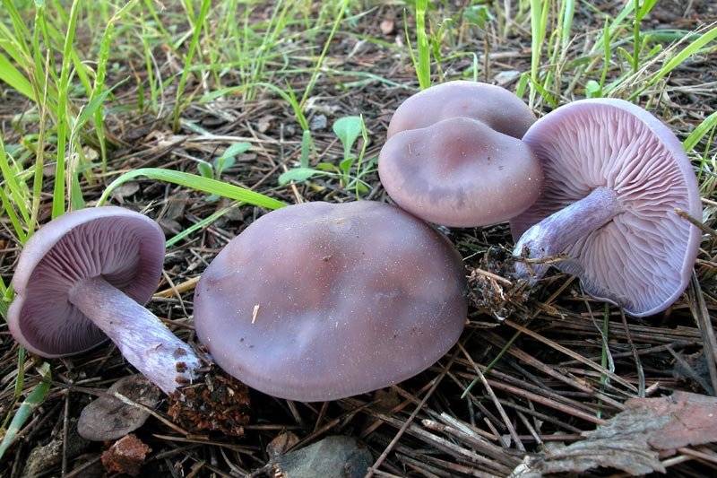Рядовка сорная или грязная (lepista sordida): фото и описание гриба — викигриб