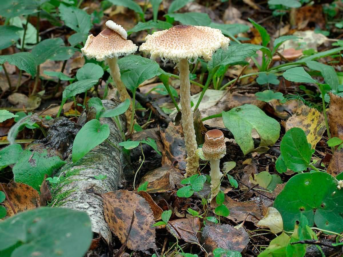 Ядовитые грибы крыма фото и описание