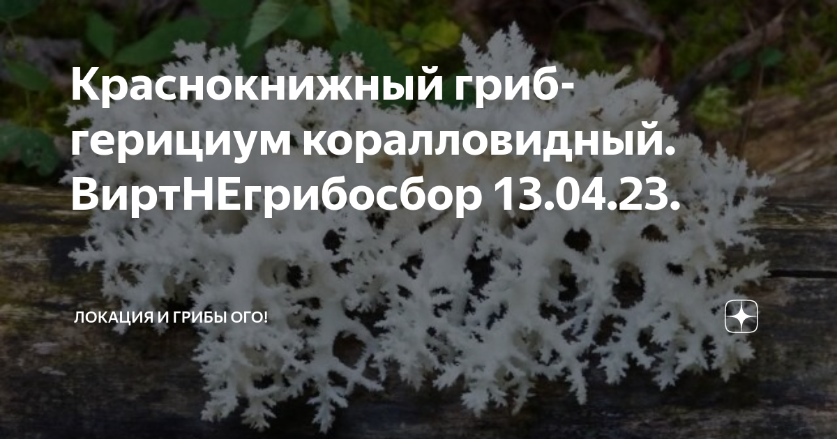 Грибы в ленинградской области 2023: грибные места на фото, карта, отзывы + видео