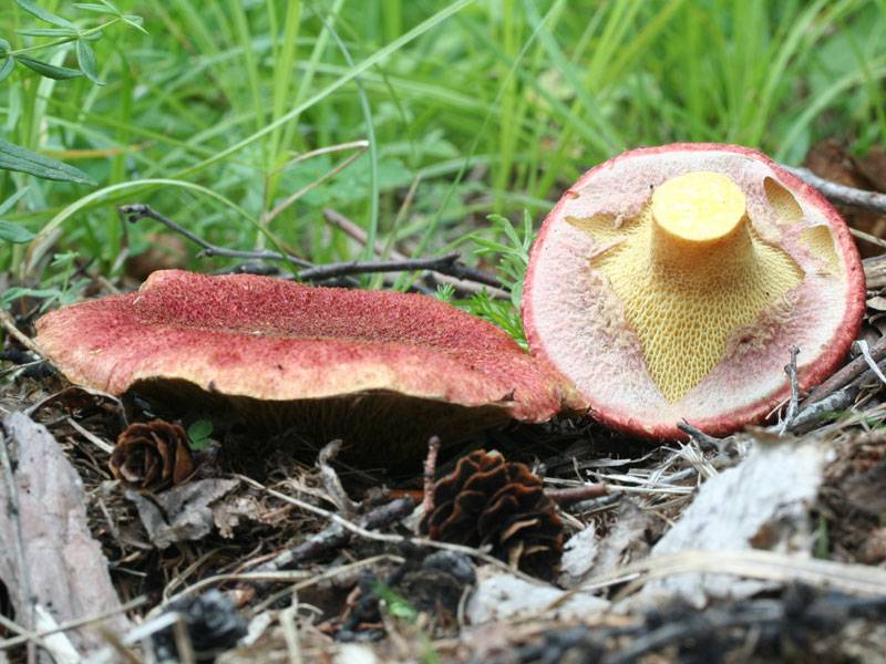 Маслёнок болотный (suillus paluster) – грибы сибири