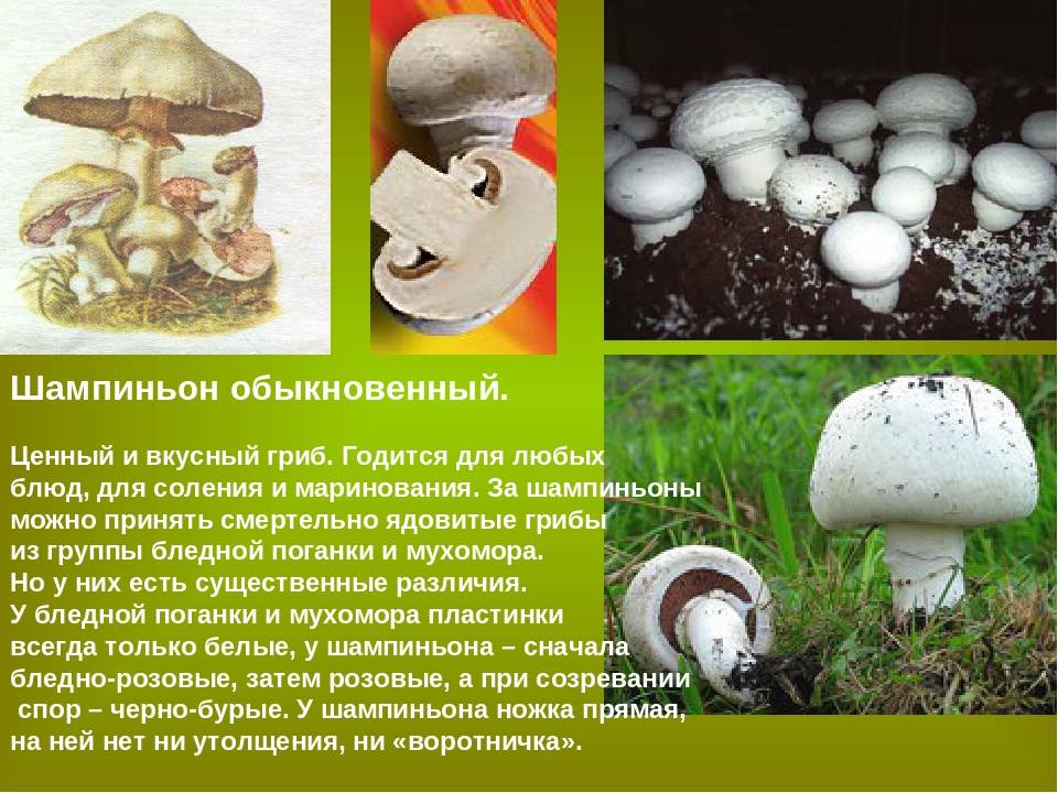 Печерица или шампиньон луговой (agaricus campestris): фото, описание и как готовить гриб