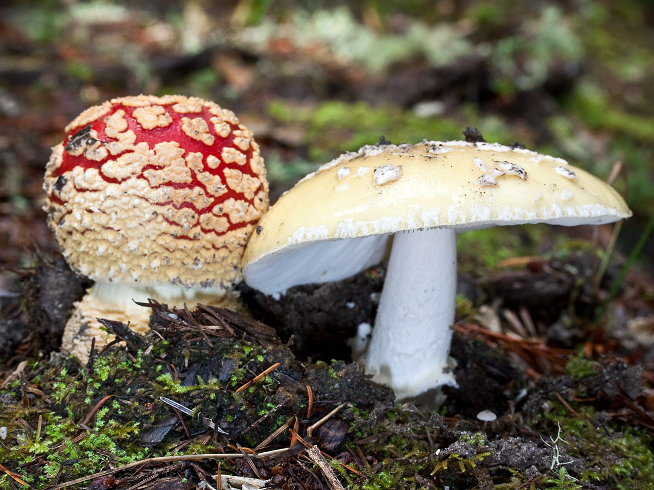 Мухомор ? описание внешнего вида гриба, особенности строения