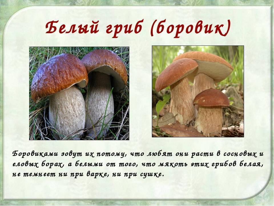 Белый гриб – описание, виды, где растет, польза, вред, фото
