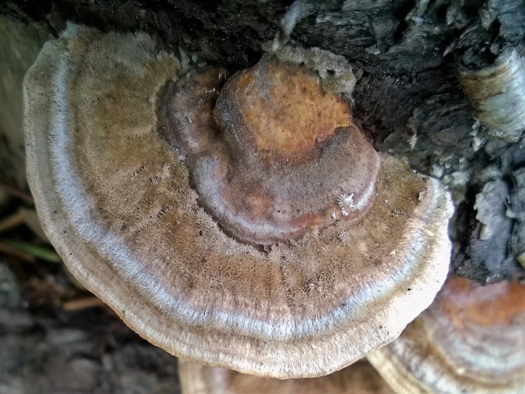 Траметес разноцветный и его лечебные свойства - грибы собираем