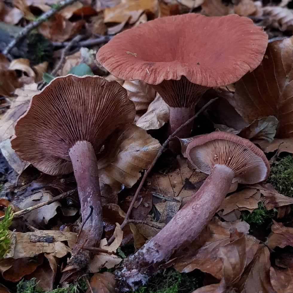 Млечники (грибы). описание, фото и виды