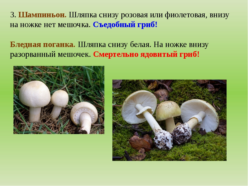 Шампиньоны в сливочном и растительном масле – энциклопедия «гриб-инфо»