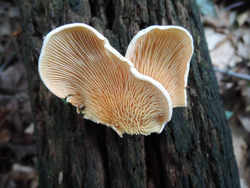 Черные грибы: фото и описание китайского древесного гриба муэр