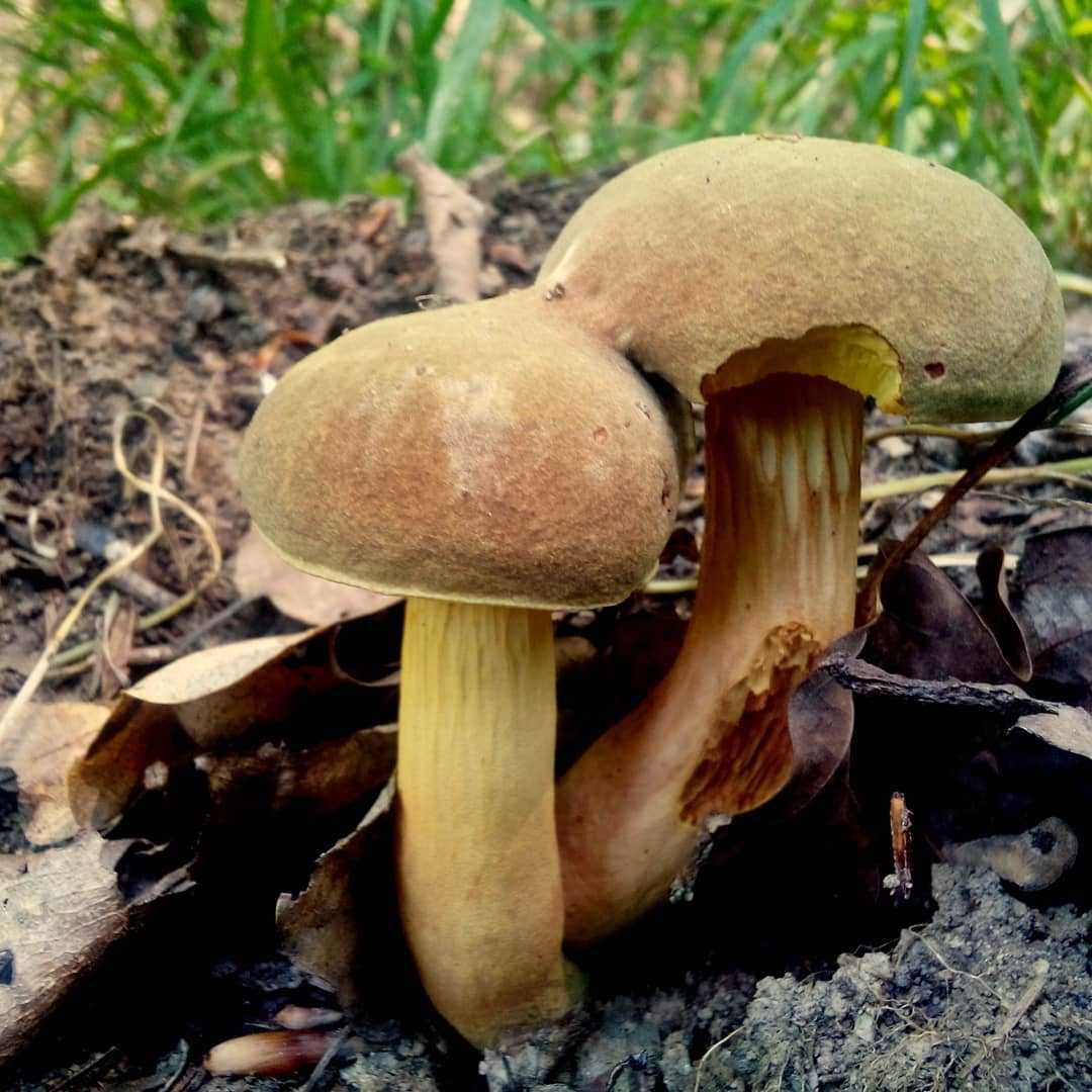 Засолка польских грибов в домашних условиях: рецепты холодным и горячим способом