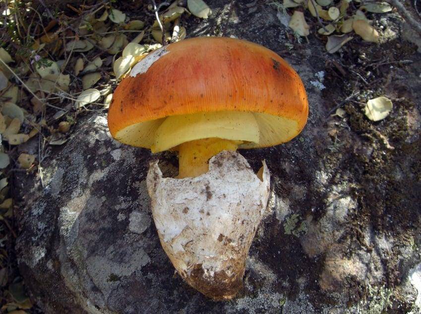 Цезарский гриб — описание, где растет, ядовитость гриба