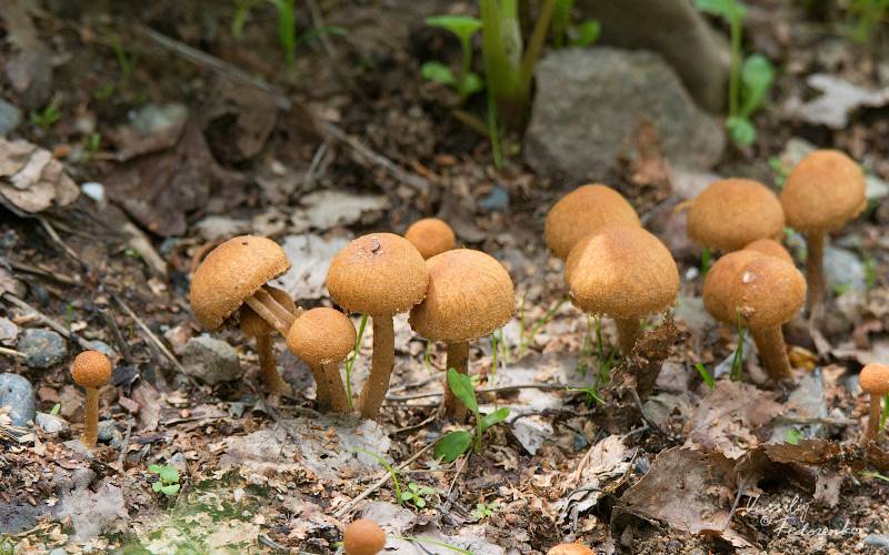 Строфария морщнистая — описание гриба , где растет, похожие виды, фото