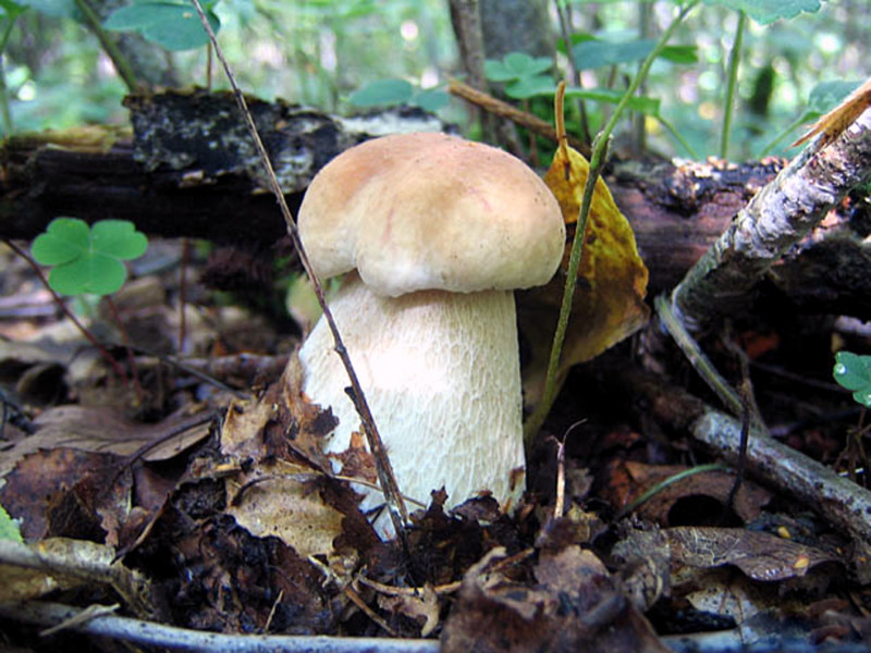 Боровик сетчатый (белый летний гриб дубовый): фото и описание