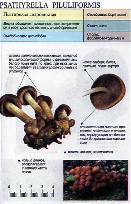Псатирелла серо-бурая — описание гриба, где растет, похожие виды, фото