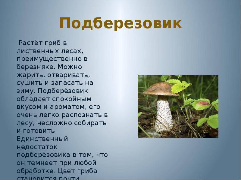 Гриб подберезовик: фото и описание видов, как выглядят разновидности подберезовиков (обыкновенный, болотный)