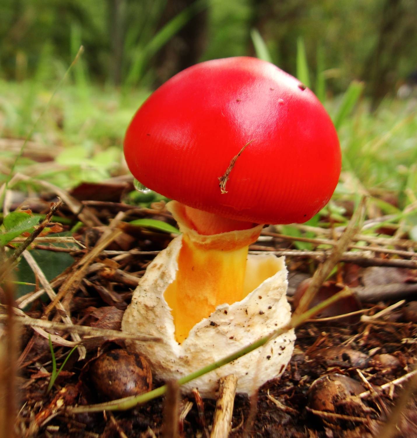 Цезарский гриб (кесарев гриб) – фото и описание. где растет.
