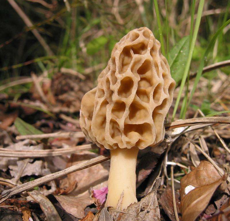 Сморчки | грибы и грибные места