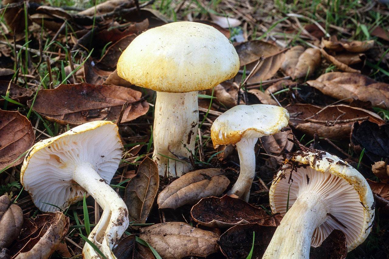 Гигрофор: описание и разновидности гриба.подробная информация