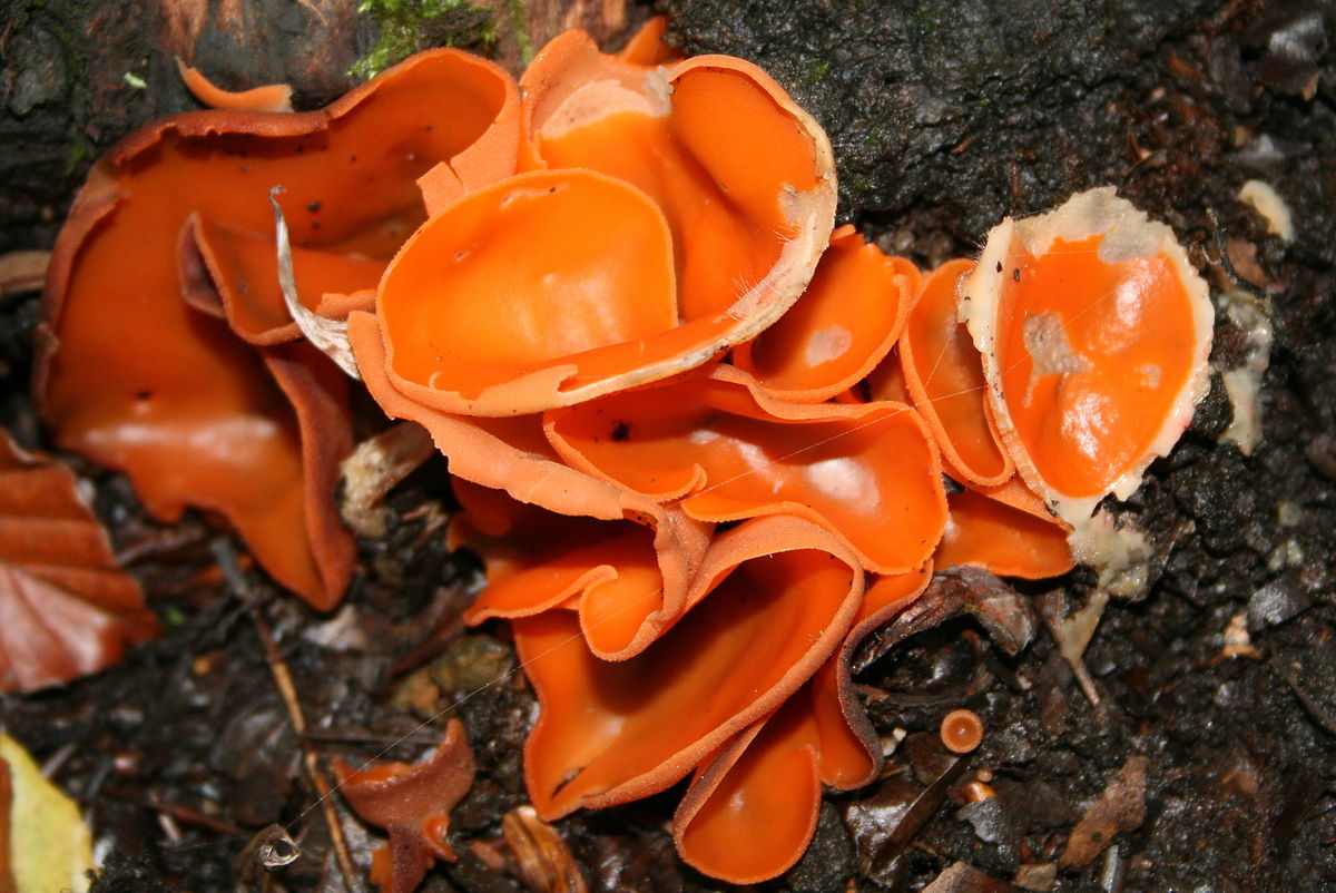 Пецица оранжевая (алеврия оранжевая, блюдцевик розово-красный, aleuriaaurantia): как выглядит, где и как растет, съедобный или нет
