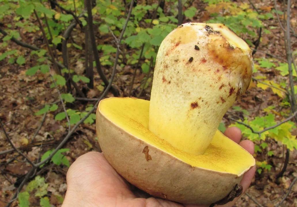Полубелый гриб - описание, где растет, ядовитость гриба