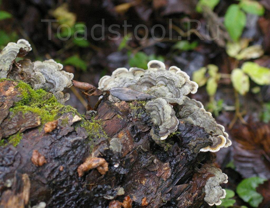 Китайский черный древесный гриб муэр: полезные свойства и вред