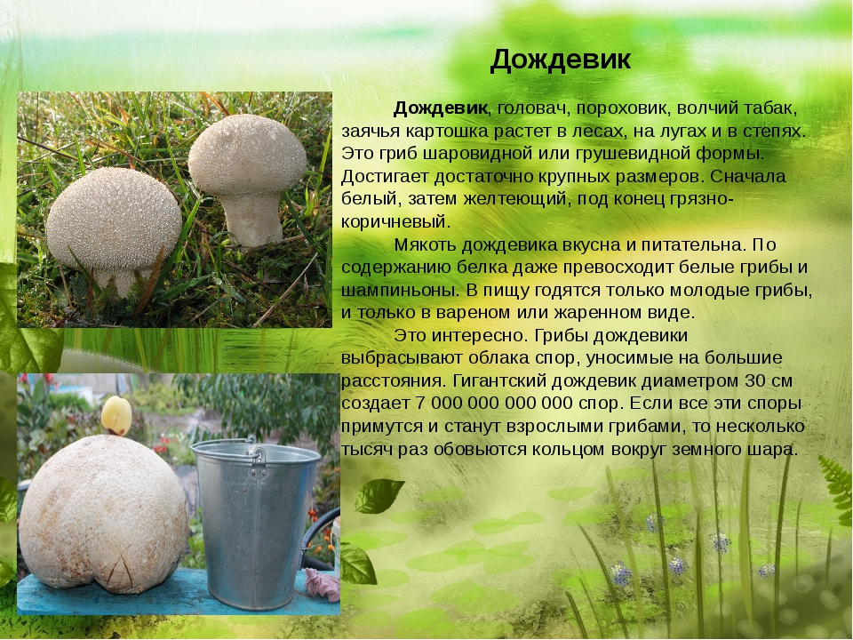 Дождевик ложный (обыкновенный): фото и описание, токсичность ложнодождевика бородавчатого