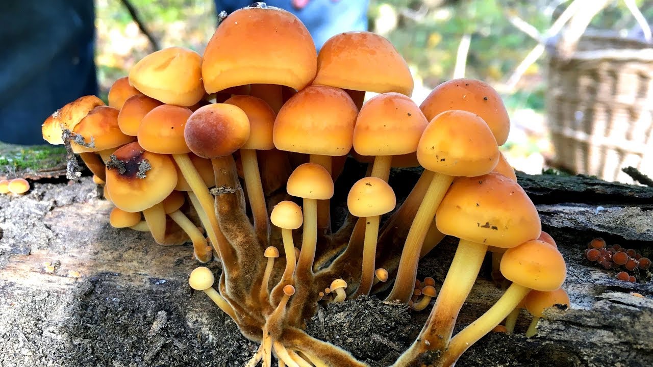 Зимний гриб (flammulina velutipes): где растет, виды, фото