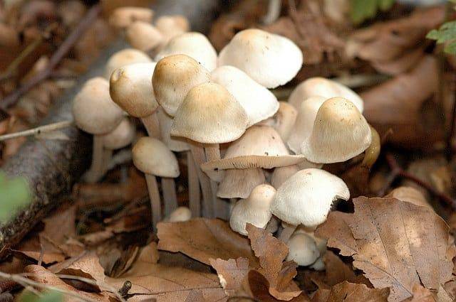 Коллибия каштановая (масляная, маслянистая, денежка масляная, rhodocollybiabutyracea): как выглядят грибы, где и как растут, съедобны или нет
