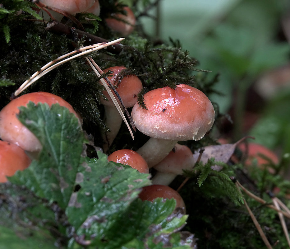 Опенок кирпично-красный (hypholoma lateritium или hypholoma sublateritium): фото, описание и как готовить условно-съедобный гриб