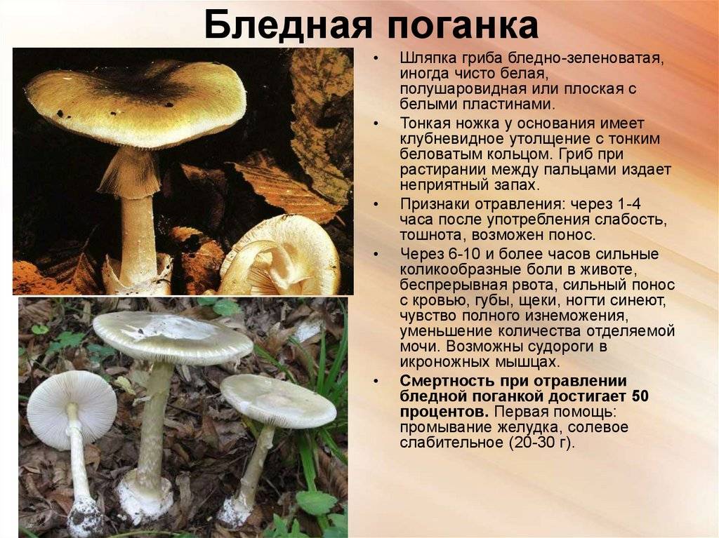 Бледная поганка: описание, фото, где растет, как отличить от съедобных грибов
