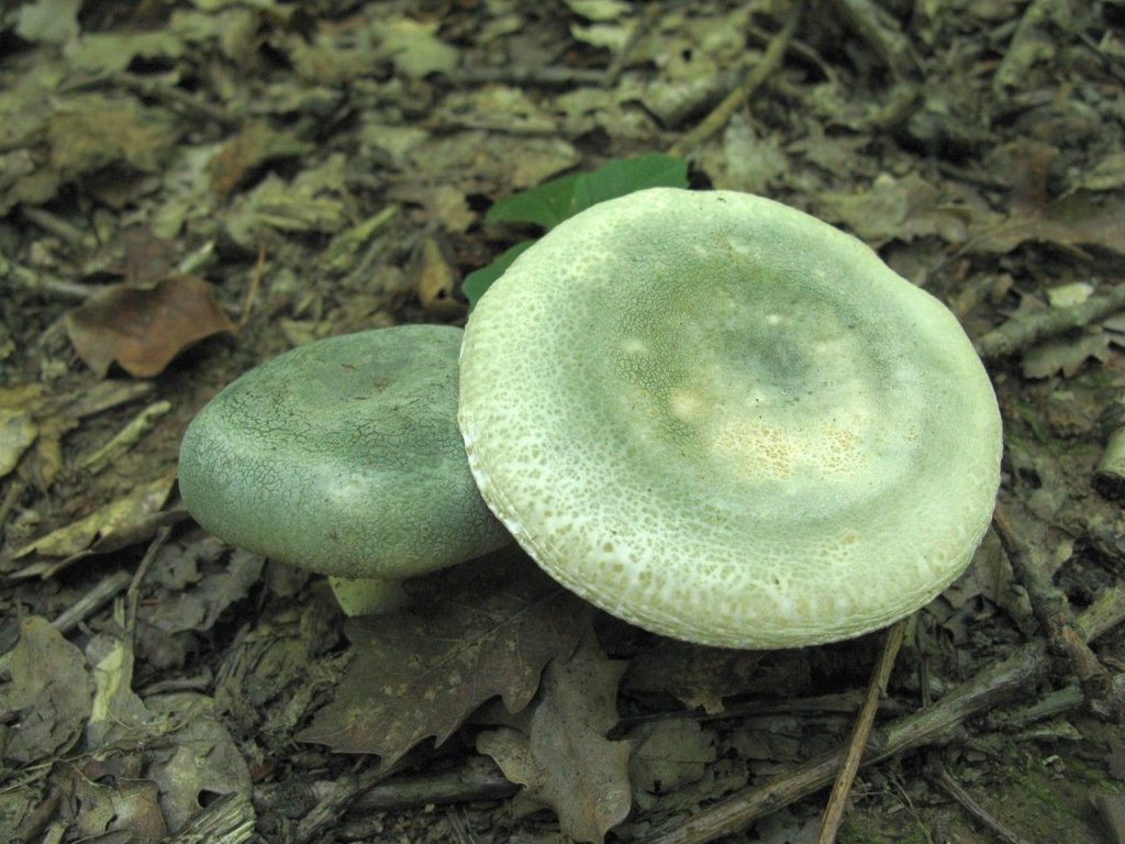 Сыроежка зеленоватая: описание гриба, фото — викигриб