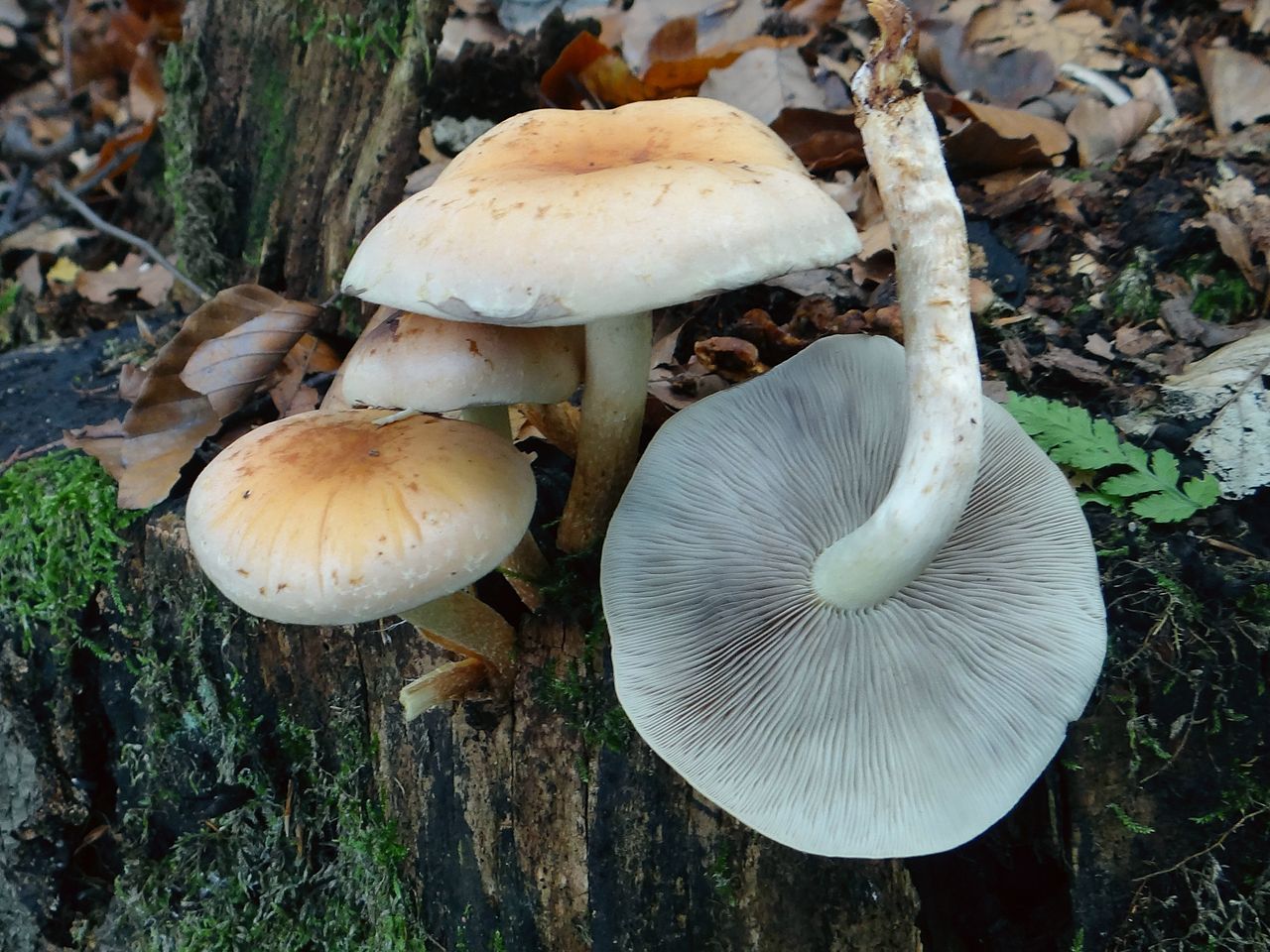 Ложноопенок (ложные опята). описание грибов, фото и виды