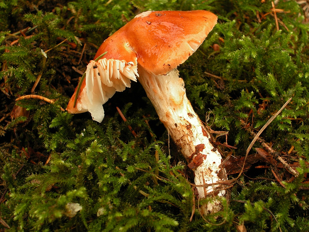 Лимацелла клейкая: фото скользкого гриба — викигриб