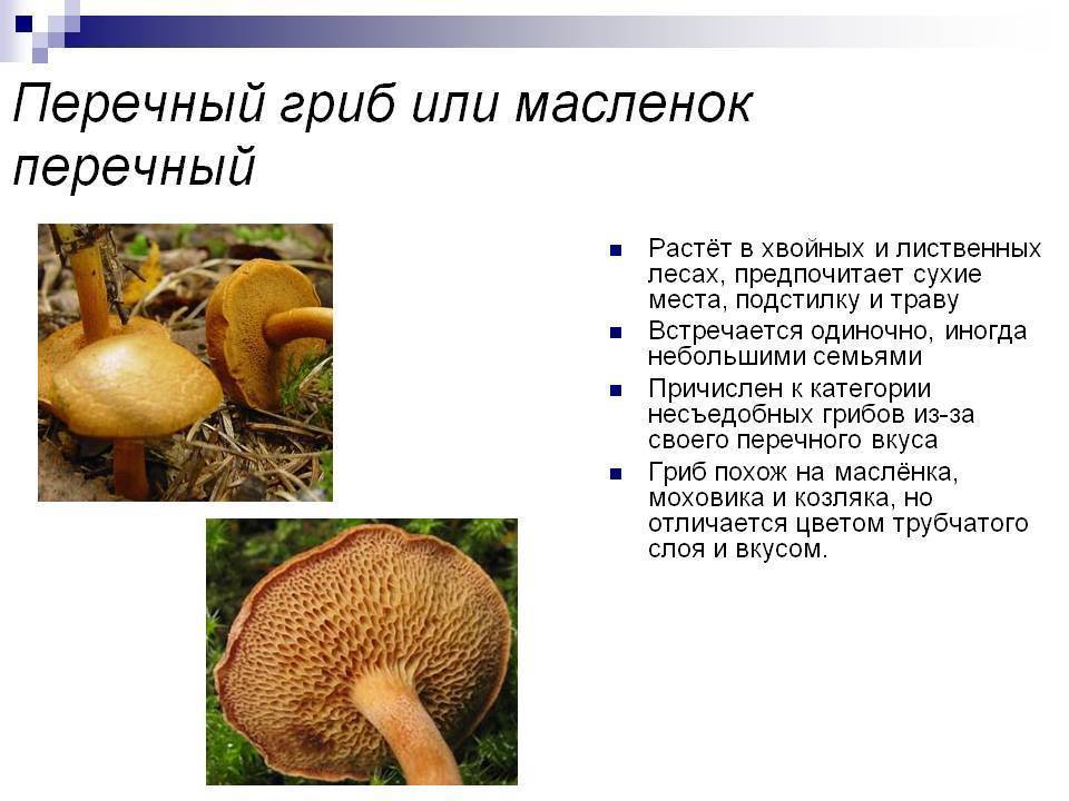 Маслёнок белый (suillus placidus): фото, описание и где растет этот гриб