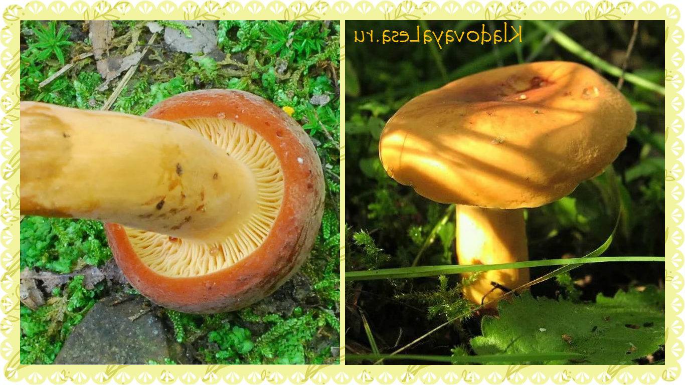 Гриб подорешник – лесное молочное чудо - грибы собираем