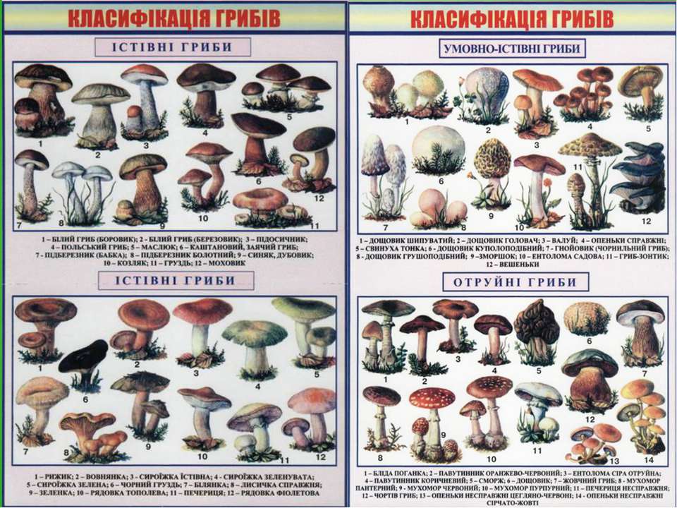 Салаты с грибами - энциклопедия грибов