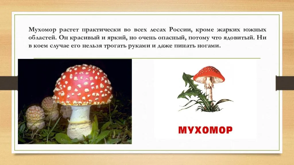 Его величество гриб мухомор красный (amanita muscaria): лечебные свойства, фото, настойка для растирания