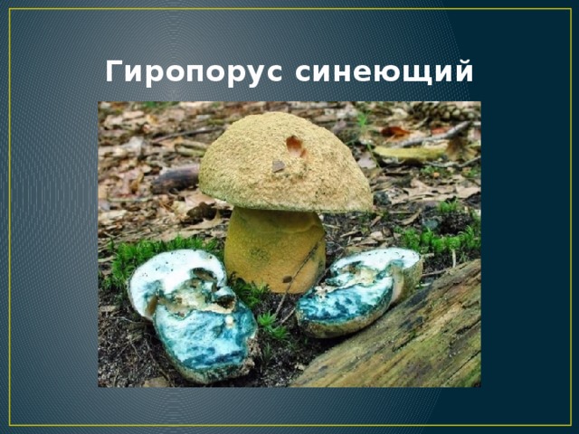 Гиропорус синеющий (gyroporus cyanescens) или гиропор берёзовый: фото, описание и как готовить этот гриб