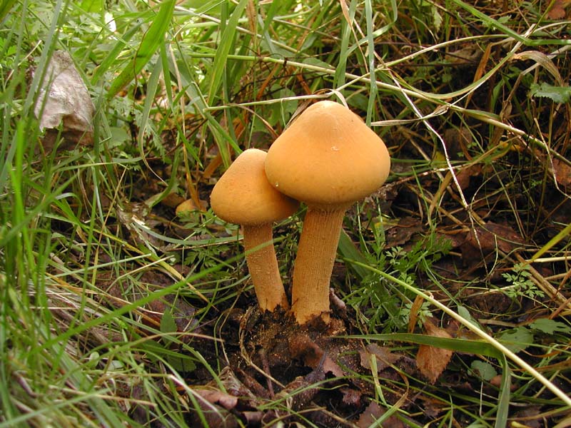 Чешуйчатка обыкновенная: выразительный гриб