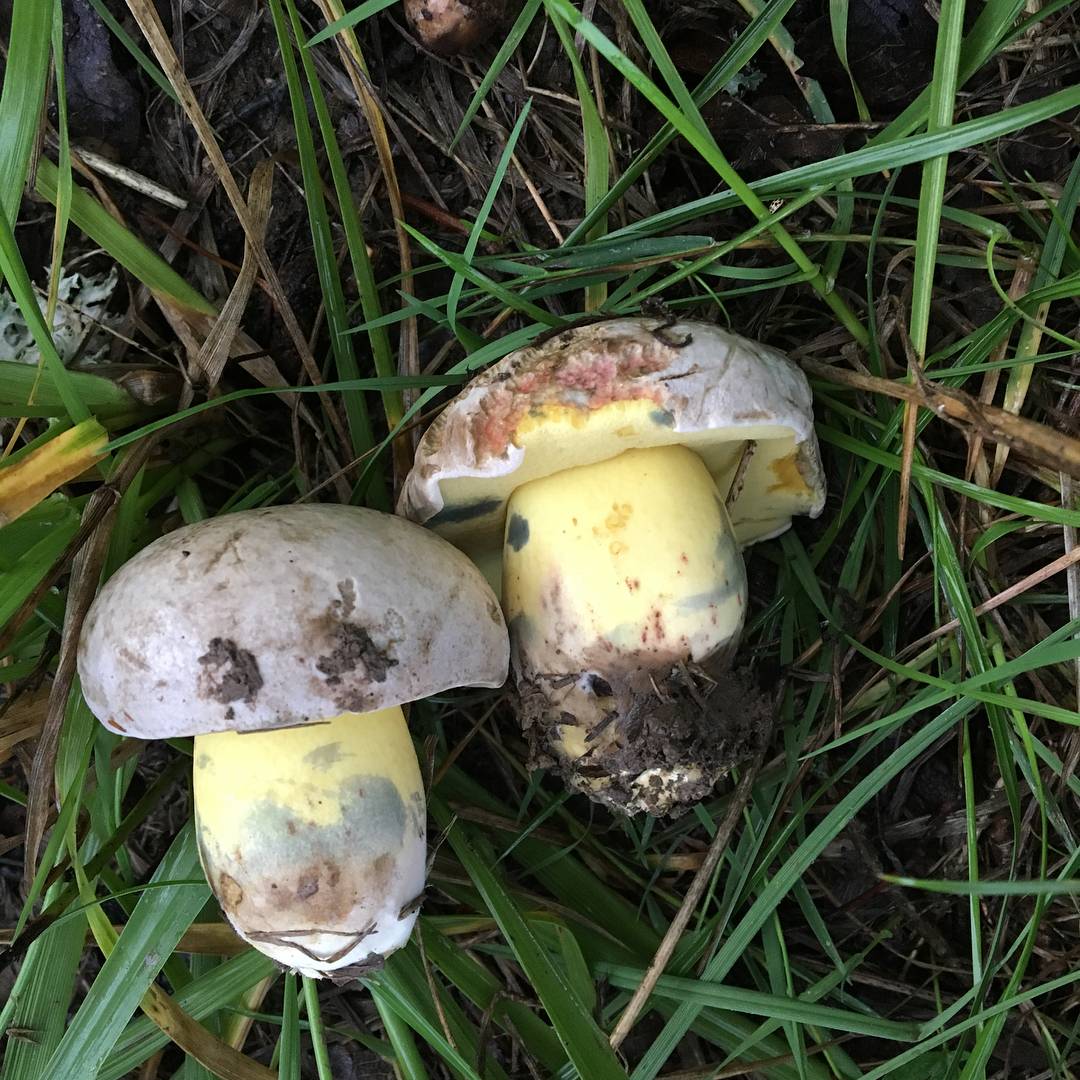 Полубелый гриб: фото, описание, съедобен ли, отличия, рецепты