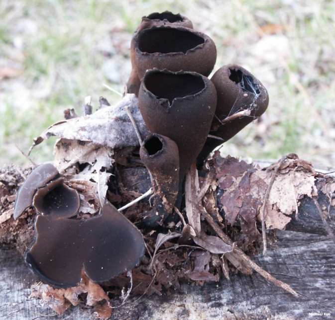 "не всё полезно, что в рот полезло". несъедобные грибы русской весны