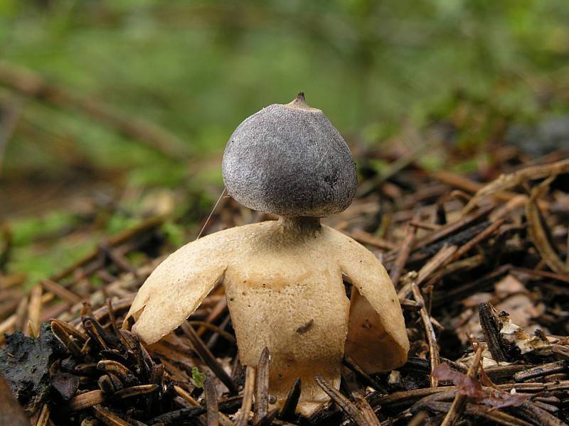 Виды гриба звездовик. гриб звездовик или «земляная звезда гриб земляная звезда