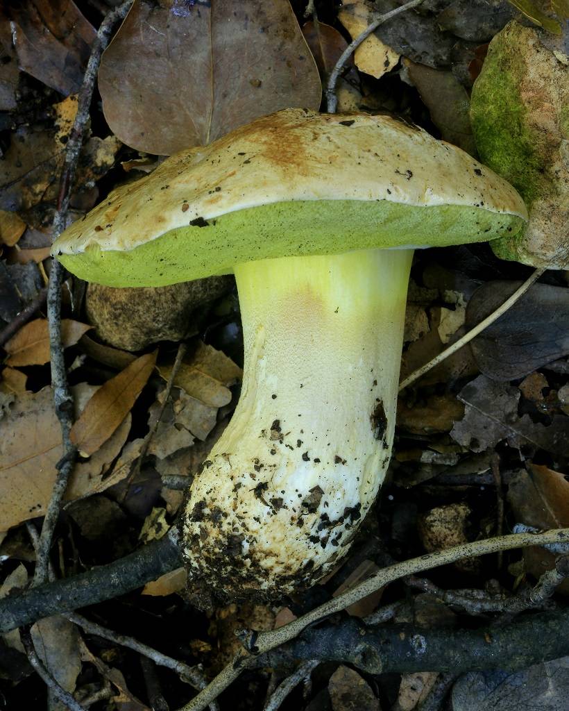 Полубелый гриб (боровик) — детальное его описание с фото