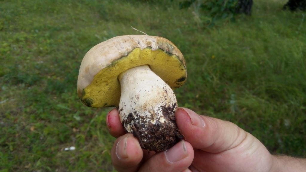 Полубелый гриб (полубелый боровик)- описание и фото