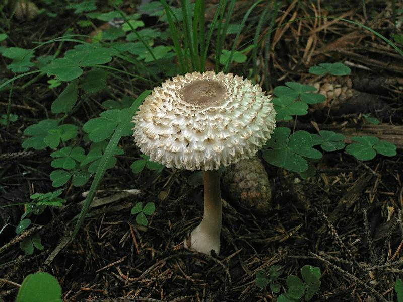 В чем особенность гриба Зонтик девичий?