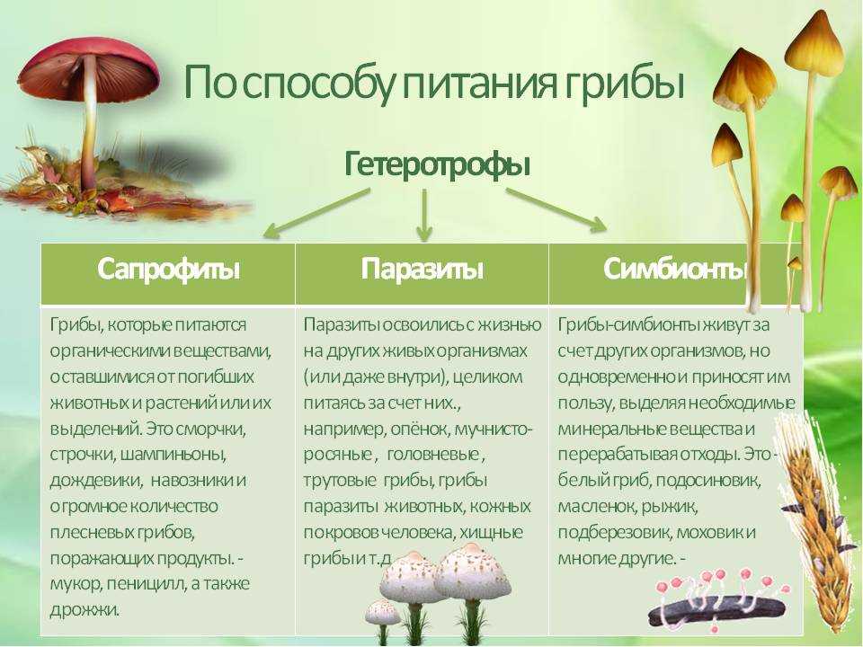 Звездовик черноголовый (геаструм черноголовый): фото и описание — викигриб
