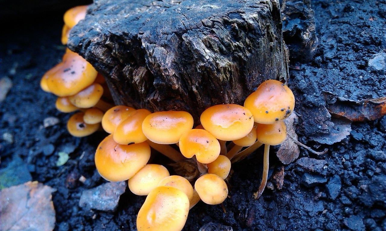 Какие грибы растут под тополями: фото и описание, съедобные виды